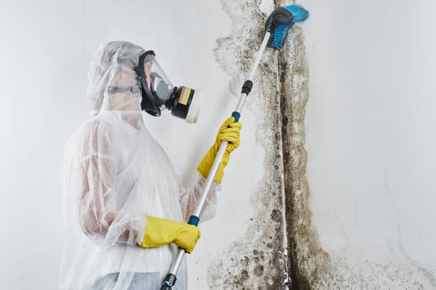 Best Mold Damage Repair  in Falcon Heights, MN