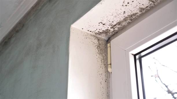 Best Professional Mold Removal  in Falcon Heights, MN