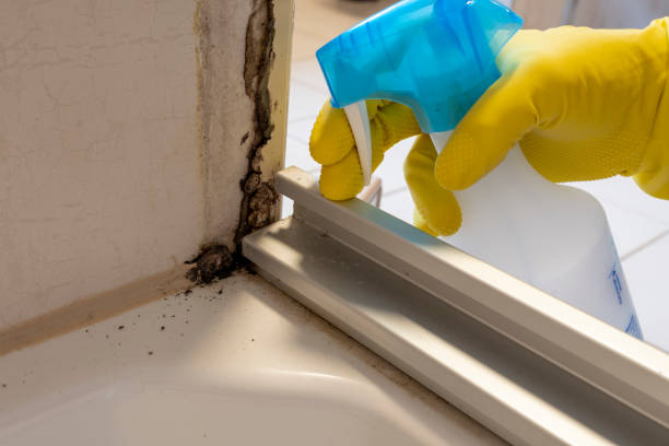 Best Home Mold Removal  in Falcon Heights, MN