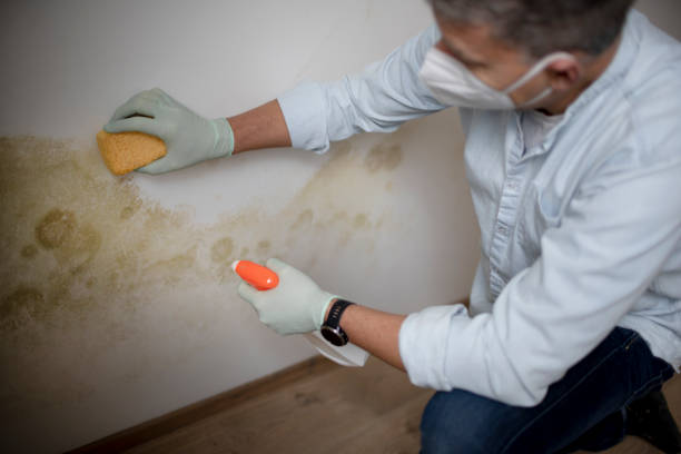 Best Mold Testing  in Falcon Heights, MN