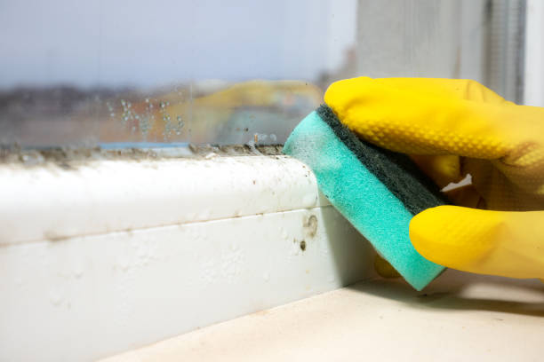 Best Commercial Mold Removal  in Falcon Heights, MN