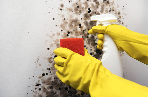 Best Attic Mold Removal  in Falcon Heights, MN