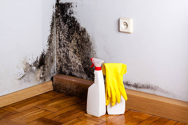 Best Same-Day Mold Removal  in Falcon Heights, MN