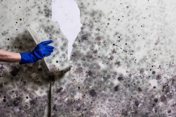 Best Mold Testing  in Falcon Heights, MN