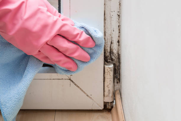 Best Local Mold Removal Service  in Falcon Heights, MN