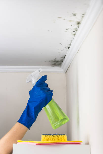 Best Certified Mold Removal  in Falcon Heights, MN