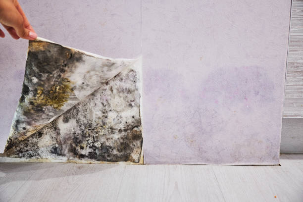 Best Mold Removal Near Me  in Falcon Heights, MN